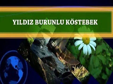 YILDIZ BURUNLU KÖSTEBEK VE ALLAHIN MUHTEŞEM YARATMASI