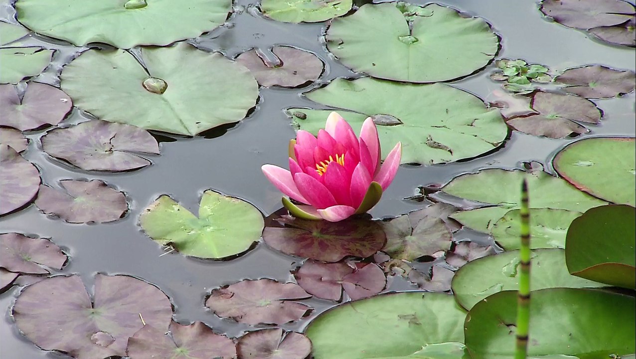 BRETAGNE NORD, trésor de traditions