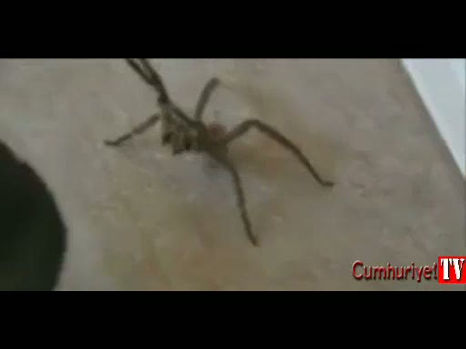 4 saat orgazm yaşatan zehirli örümcek