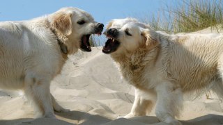 Dog Aggressive Training - Understand and Eliminate Your Dog's Aggressive Behavior