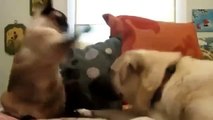 A voir! Ces chiens et chats sont drôlement fou