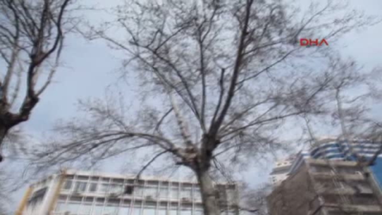 İzmir Ağaçta Mahsur Kalan Kedi Kurtarıldı