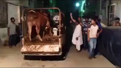 Dangerous Bull Run at 1st Floor