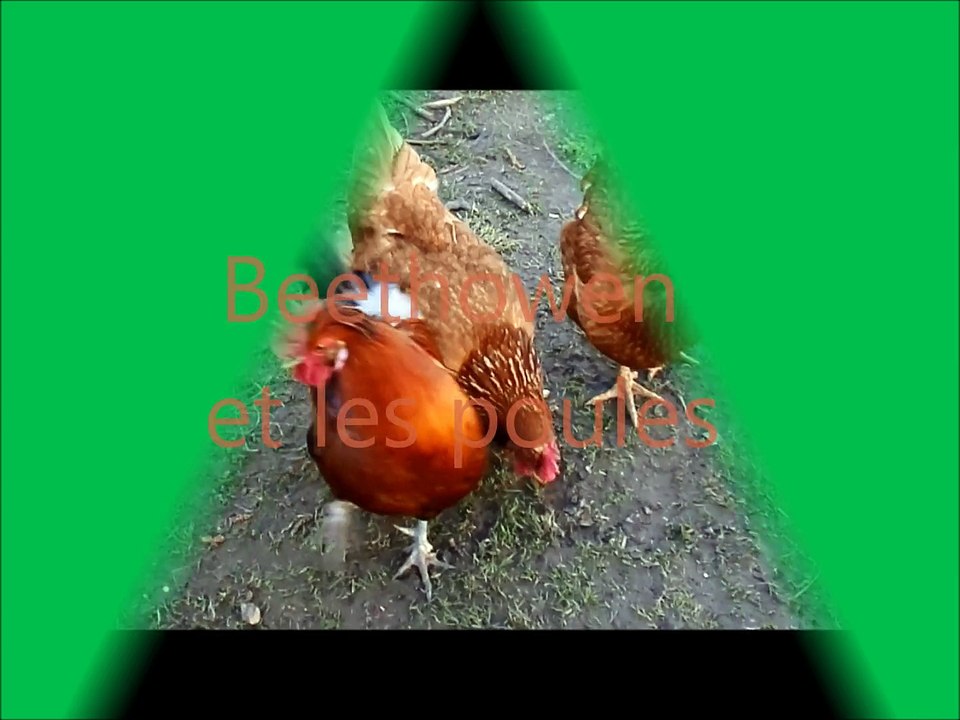 Beethowen et les poules