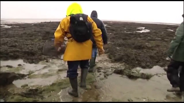 20 Févier 2015 - Grandes marées : la pêche à pieds à Damgan