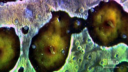 World's Weirdest - Sea Cucumber Fights with Guts (Literally)