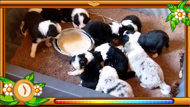 Mafalda's Border Collie-Cachorros Lenka & Indi 20 dias de edad.