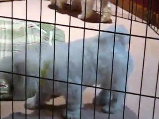 Bichon Frise Puppies, 2006