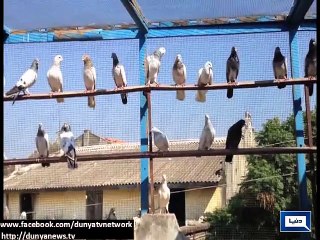 Dunya News - Light stories from all over the world