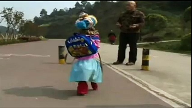 Dog in a Dress Goes for a Walk like a man