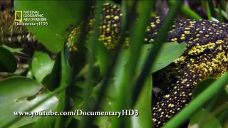 ‫وثائقي - الحياة البرية في النيل - قلب الظلام HD‬‎