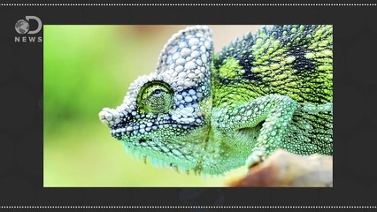 How Do Chameleons Change Colors?