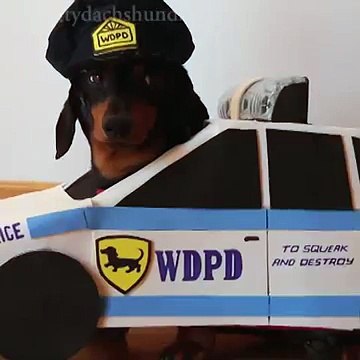 Dachshunds Play Cops Robbers - Crusoe Oakley Dachshund