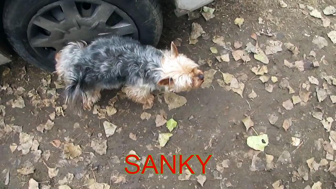 Official Trailer Sanky  HD