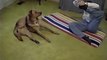 Adorable dog doing yoga moves! Zen pet...