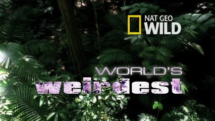 World's Weirdest - Vampire Bats