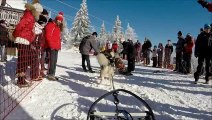Course de chiens de traineaux au Lac Blanc 2015