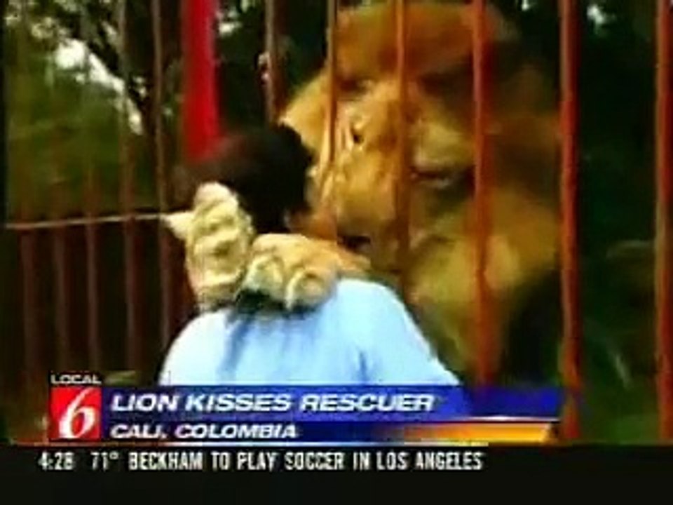 Lion Attack - Ataque de leão
