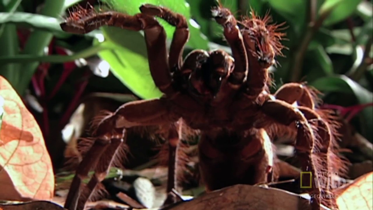 World's Weirdest - World's Biggest Spider