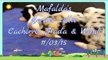 Mafalda's Border Collie - Cachorros Hada & Wind -  12-03-15