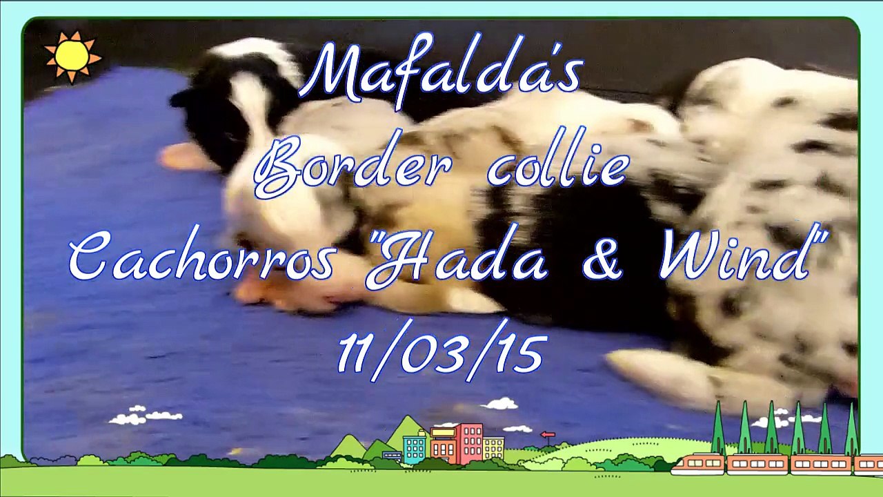 Mafalda's Border Collie - Cachorros Hada & Wind -  12-03-15