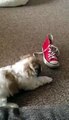 Shih tzu x bichon frise puppy barking at a shoe