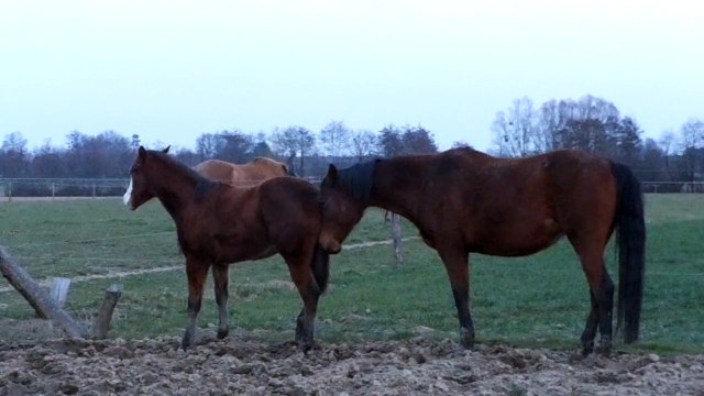 Poulain avec les autres Juments 01