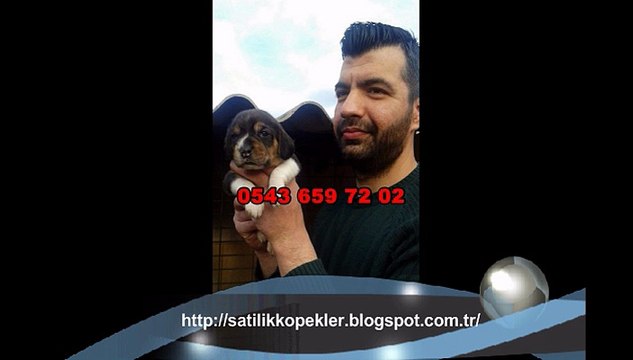 SATILIK BEAGLE YAVRULARI : 0543 659 72 02