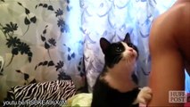 Des chats demandent des caresses Compilation