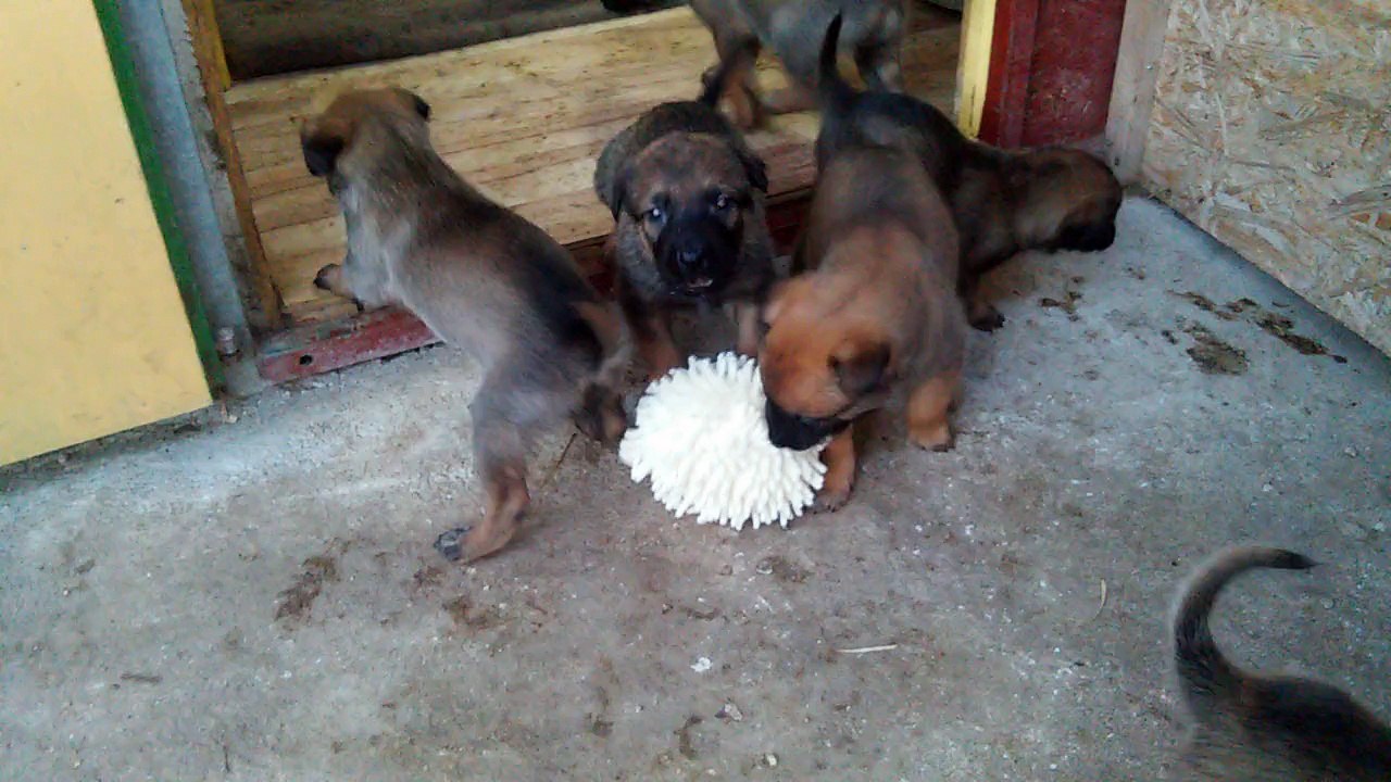 Be Aware H's @ Kill the HEDGEHOG!