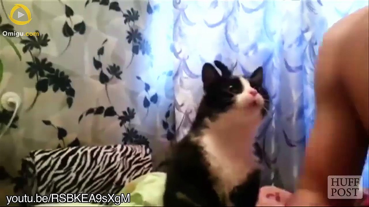 Cats training humans.