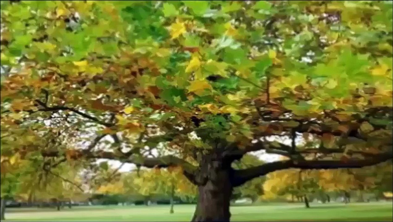 bizim çınar