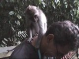 Comment se faire épouiller par un singe... BALI - DENPASAR Novembre 2010.