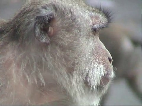SINGES DE BALI - GARDIENS DU TEMPLE - Novembre 2010.