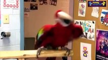 Funny Parrots Dancing Compilation 2015 - Cute Owls - 720p