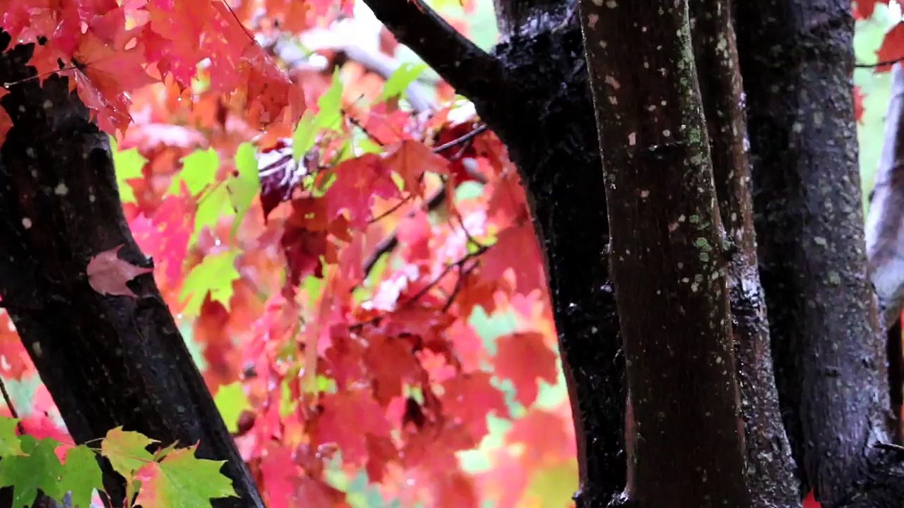 Fall Foliage in Rain