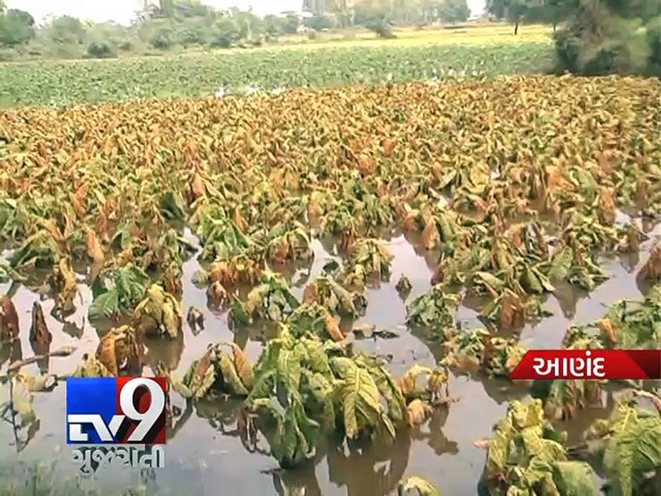 Pit in canal flatten standing crops, leave farmers in troubled waters - Tv9 Gujarati