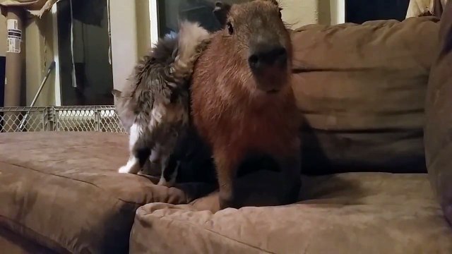 Meilleurs amis chat et Capybara / Cat and Capybara best friends