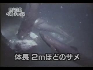Mégalodon