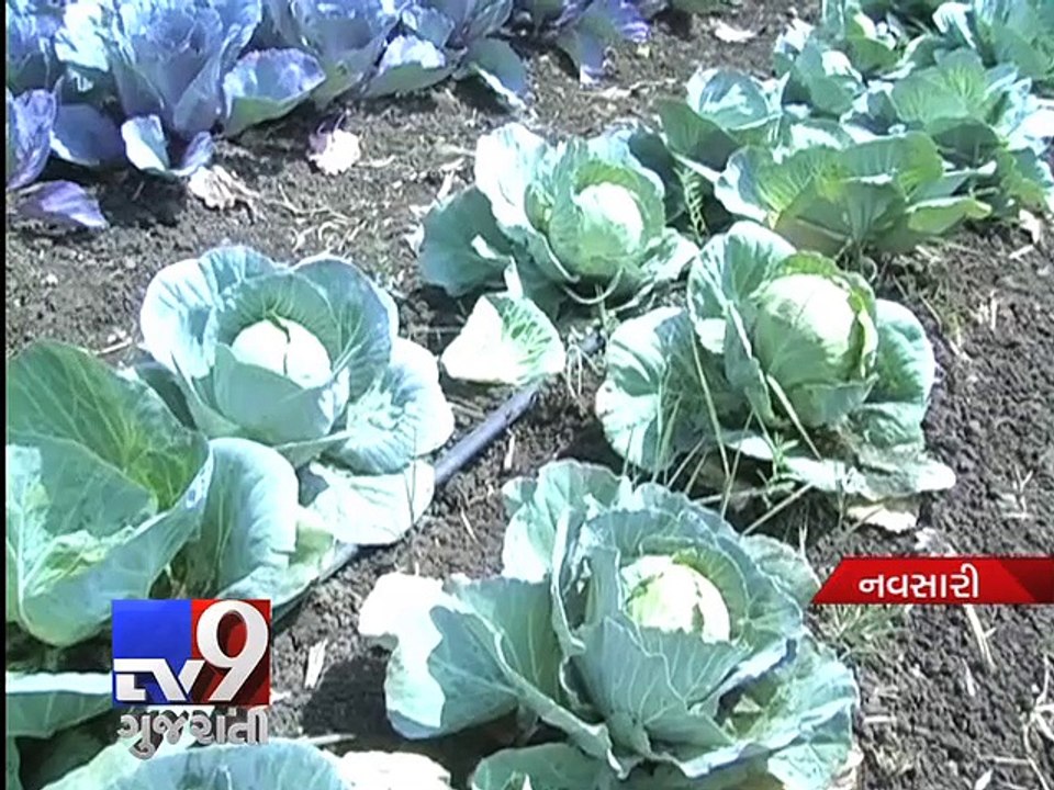 Unseasonal rains spell disaster for rabi crops - Tv9 Gujarati