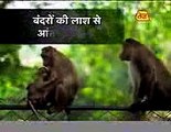 animals-are-being-killed-in-sanjay-gandhi-national-park-mumbai