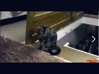 Bu Kalleş kediyi dikkatli izleyin