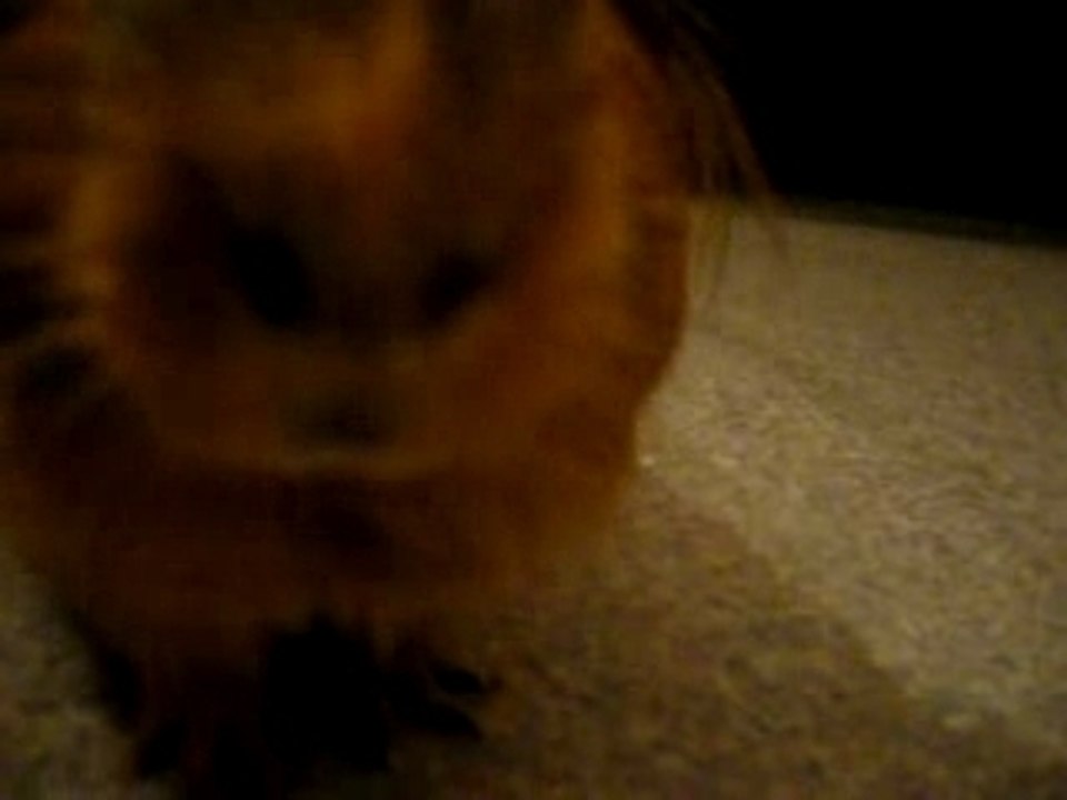 Cochon d'Inde Hamtaro