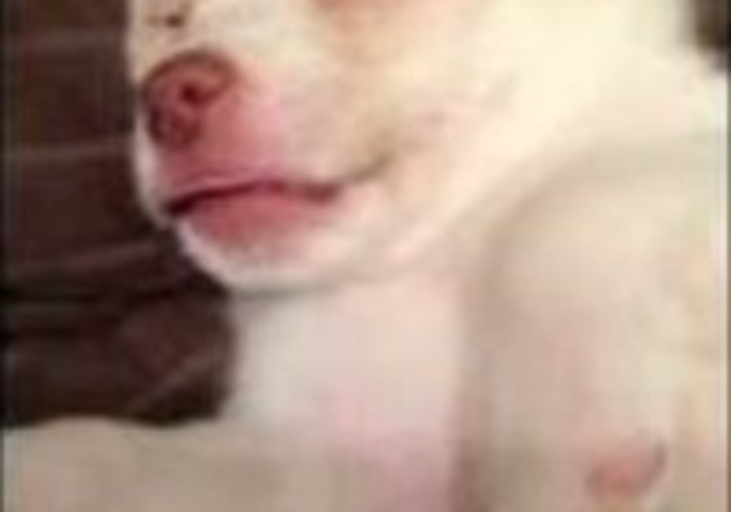 Puppy Makes Adorable Faces in His Sleep