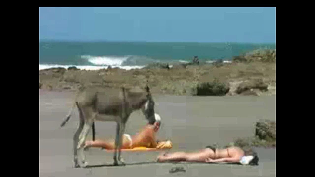 Donkey Go Crazy On Beach funny