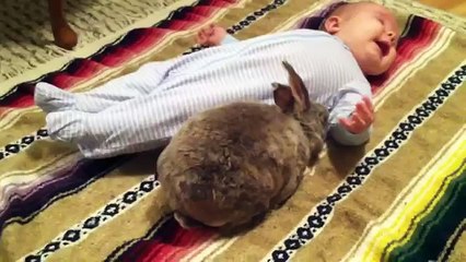 Cutest Babies And Animals Compilation
