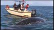 México vive una de las mejores temporadas de avistamiento de ballena gris