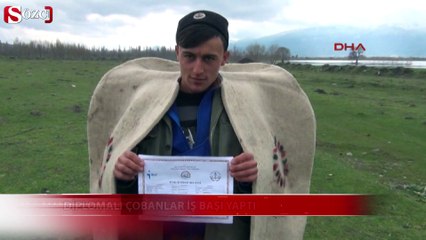 Diplomalı çobanlar iş başı yaptı