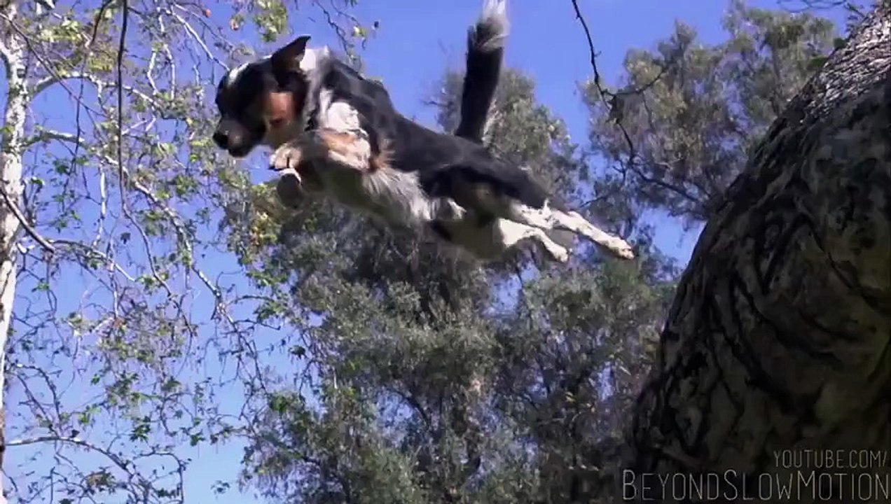 Animal beautiful performance