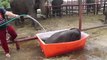 Baby elephant Bathing trouble : so cute and funny